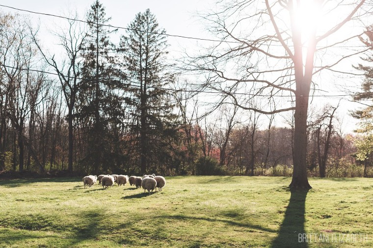 Ash-Mill-Farm-Engagement-0016-1024x684(pp_w760_h507)